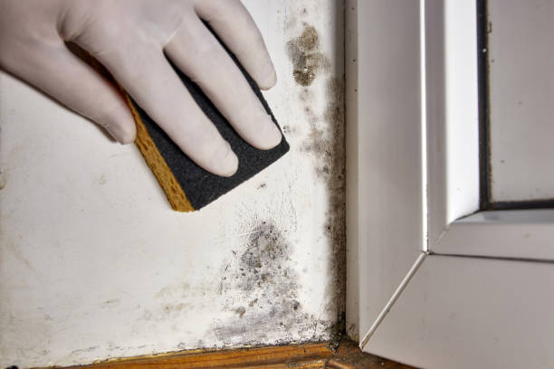 Best HVAC Mold Inspection and Cleaning  in USA